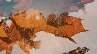 Golden dreams in Sombor