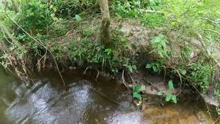 Slogging For Artifacts Lower Creek Lake Helen Florida #explorer #history #amazing #mystery