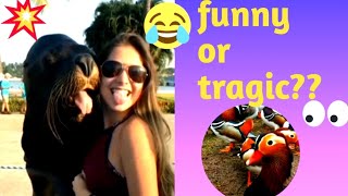 🔥Best Funny moments compilation #funny #video #tiktok