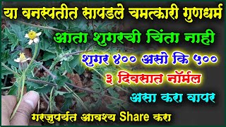 शुगर 400 असो की 500 फक्त तीन दिवसात नॉर्मल करणारी चमत्कारी वनस्पती कंबरमोडी किंवा दगडीचा पाला