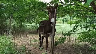 Everyday when I'm Out Walking my Happy Neighbor is Excited to See Me and Calls Me Over