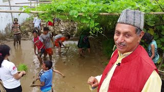 NATIONAL RICE PLANTATION   (Day Celebration at Pathik Gyan Niketan)