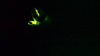 Glow-worms Glowing In The Dark (Lampyris noctiluca) 2Of2