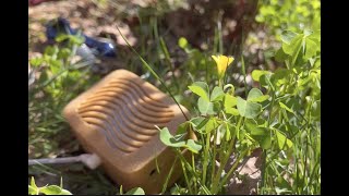 Lived Explorations through Plant Music | Maya Baumeister | SPARC 2022 | University of West Georgia