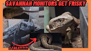 SAVANNAH MONITORS GET FRISKY!!! NOT JUST WITH EACH OTHER.....