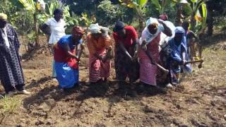 Female Farmers of Saran Singing and Farming