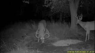 Monster MN whitetail buck