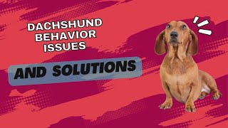 Dachshund Behavior Issues and Solutions