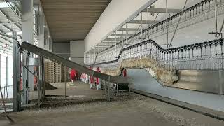 Semi/automatic Poultry Processing Line capacity up to 13500 birds per hour WhatsApp：+86 18847076560