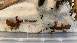 Finding Baby Crested Geckos In A DIY Bioactive Terrarium!!! | DIY Reptiles