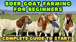 BOER GOAT FARMING FOR BEGINNERS: Complete Guide To Starting Your OWN farm!