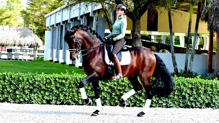 New video of the incredible PRE stallion Epic.