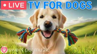 🔴24 Hours of Dog TV🎵🐶Calming Music for Dog Sleep🐶💕Soothing Dog Music for Stress and Anxiety Relief