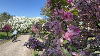 One Of My Favorite Walks | Spring in Minneapolis | Minnehaha Parkway | May 11, 2025