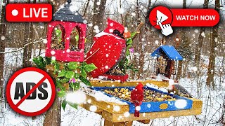 🔴LIVE Bird Feeder Cam | Member's Only CAM: AD Free Birdwatching!