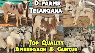 Pure & Top Quality Ameengadh & Guntur Sheeps Available in Telangana @ D Farms Wargal