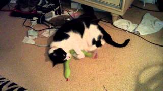 Boo plays with the snake