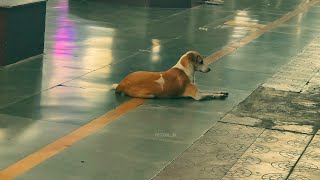 Dogs never lie about love ... ❤️