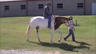 Skip On Demand ~2010 APHA Homozygous Splash White 1 Mare!