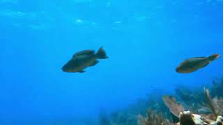 Key Largo dive trip 2025 part 1 