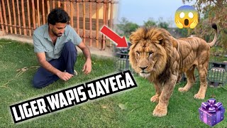 Shehr Mai Dihat Turab Aur Sabtain LIGER Lene Ayenge Ya Nahi⁉️
