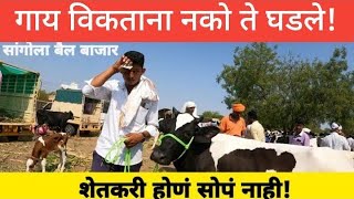 सांगोला बैल बाजारात व्यपाऱ्याने नेली गाय ओढून #sangola_cow_market 