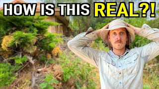 The Most Extreme FREE Yard Transformation I've Ever Done.