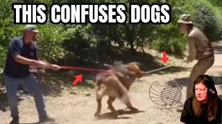 The Dog Daddy Analysis: Why This “Training” Confuses Dogs | Tibetan Mastiff Breakdown
