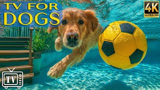 24/7 Dog TV 🎶 Anxiety Relief for Dogs While You're Away | Calming Music & All-Day Videos for Dogs