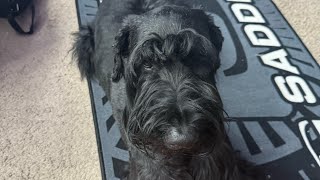 Are Giant Schnauzers Worth Buying? Member Exclusive