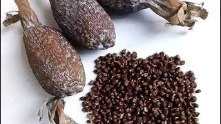 Benefits And How To Actively Use Ose Oji (Alligator Pepper)