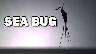 Sea Skater: the ONLY Ocean Insect 🌊 Animal Fact Files