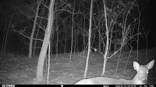 The best of Raw footage from our trail cams in East Tennessee! These are all from January 14, 2025.