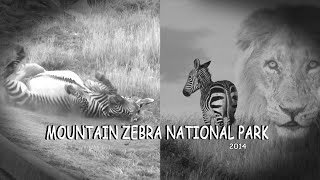 Mountain Zebra National Park South Africa