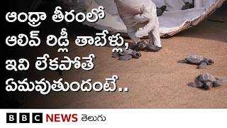 Andhra Pradesh తీరంలో ఆలివ్ రిడ్లీ తాబేళ్లు.. ఇవి మనకు ఎంత మేలు చేస్తాయంటే.. | BBC Telugu