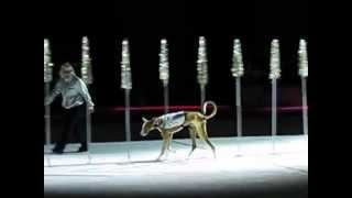 Super Dogs Show! at CNE 2015