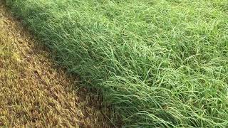 Best 3rd Crop Orchardgrass Ever!