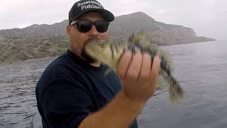 Fishing Calico edition