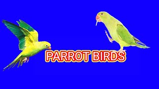 Proot birds Blue screen chroma this