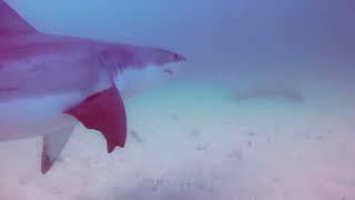Kayaker Surprised By Shark Under Boat