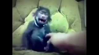 Hey Pope! Leave My Little Baby Baboons Monkey Alone!