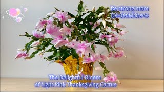 The Delightful Bloom of Light Pink Thanksgiving Cactus. Care tips, please click on the link below.