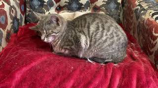 Gazey in the Hot Seat #cat #youtubeshorts #youtube #meow #cam #streaming #neko #kawaiineko #gatos