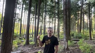 Brief look at fuel continuity in managed forests