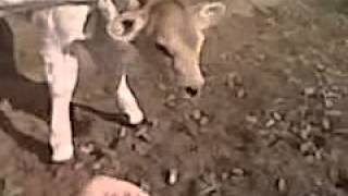Donkey Brown Swiss Calf makes a funny sound