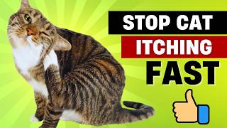 Cat Skin Infection Treatment You Can Try NOW!
