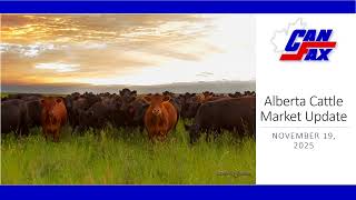 Alberta Cattle Market: Canfax released its November 1st cattle on feed report | 2025.11.19