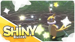 [Live] Shiny Buizel in Legends Arceus Wild Encounter!